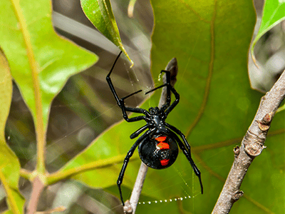 black widow spider on a tree outside a denver co home