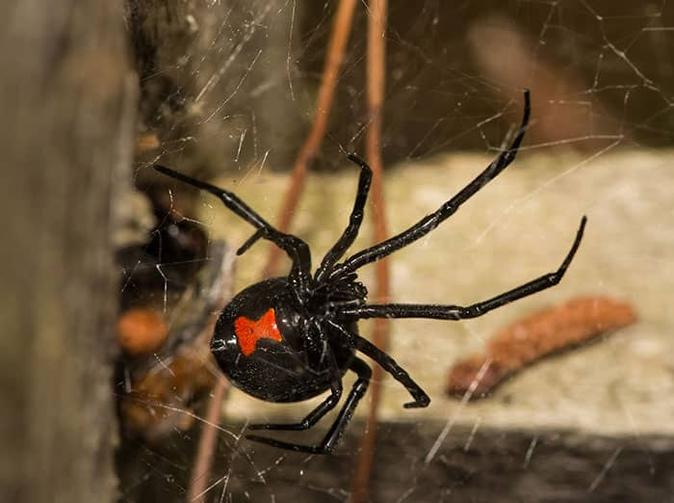 black widow spider inside denver garage