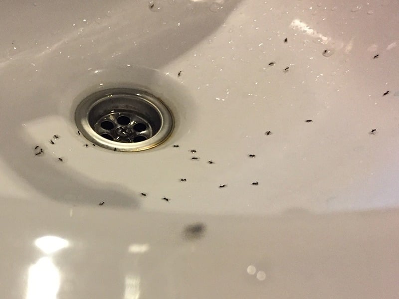 ants in the sink
