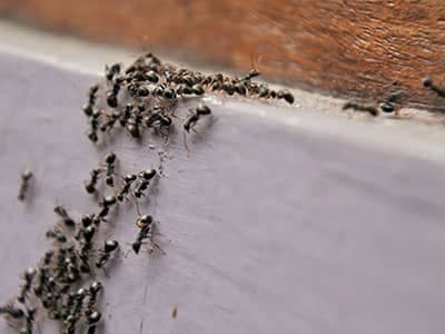 trail of ants crawling in colorado home