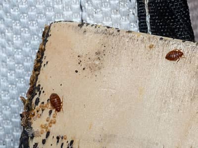 full-blown bed bug infestation in denver home