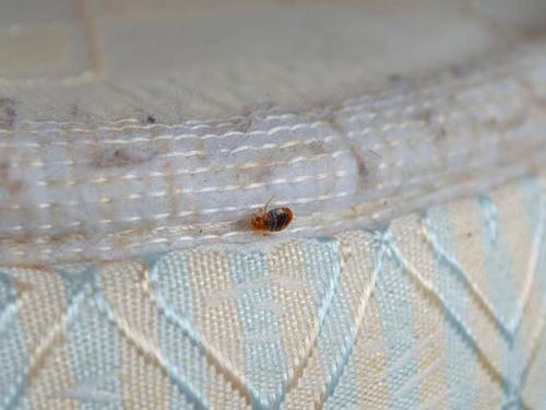 live bed bug on hotel mattress