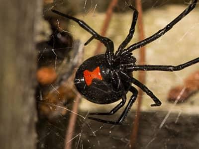 black widow spider in a web inside