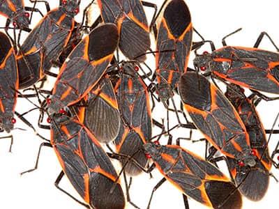 cluster of box elder bugs on a white background