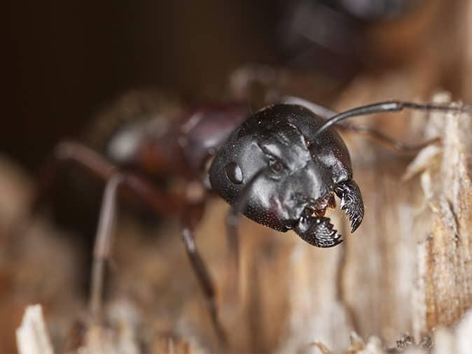 carpetner ant infesting a denver, co home