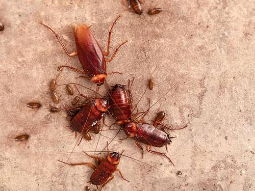 roaches on floor of colorado home
