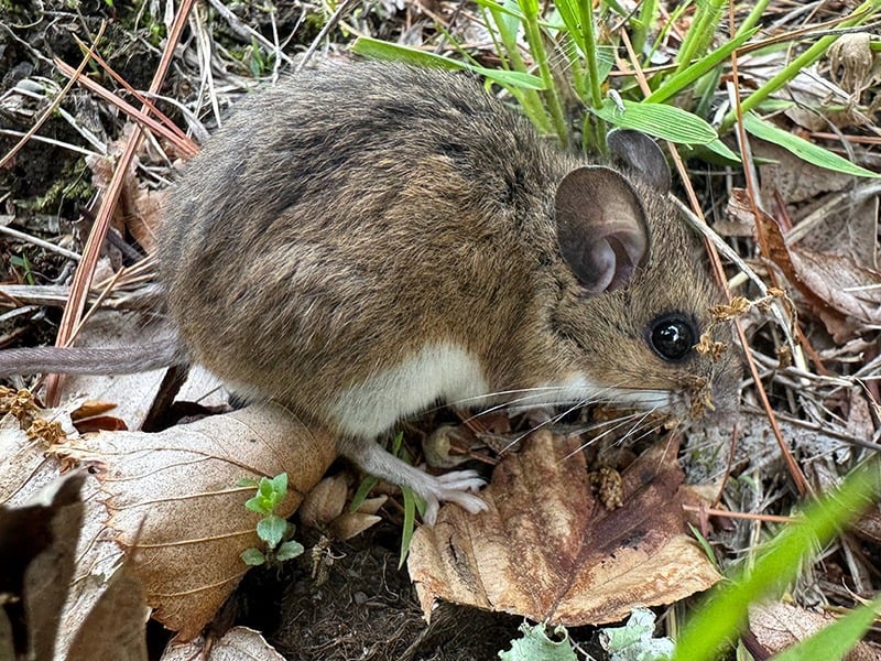 deer mouse on the ground