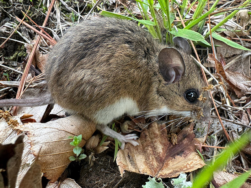 deer mouse on the ground