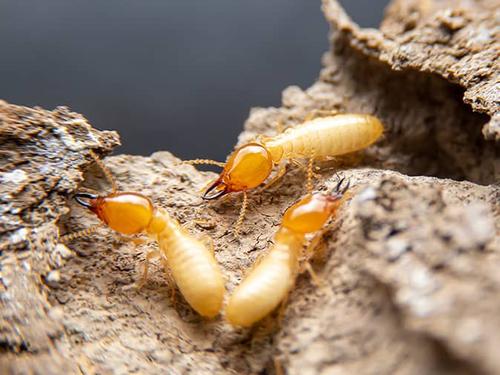 termites crawling on a log outside a Colorado home