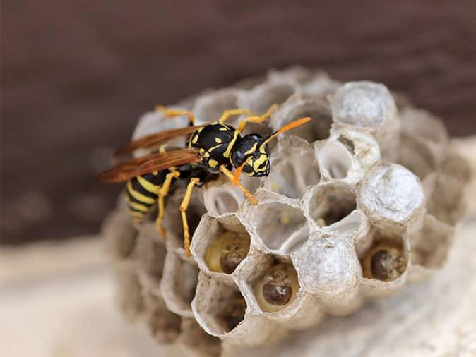 european paper wasp building nest in colorado
