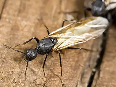 large black flying ant in denver