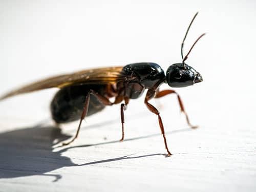 flying carpenter ant inside denver home