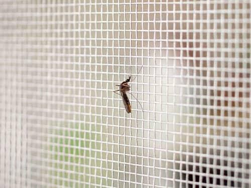 mosquito on screen covering window of colorado springs home