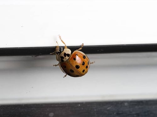 lady bug inside denver home in the fall