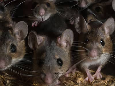 several house mice inside denver home