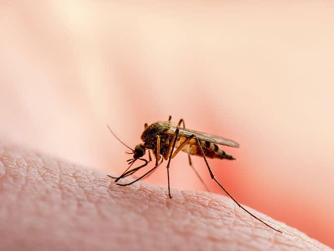 mosquito in colorado capable of spreading illness