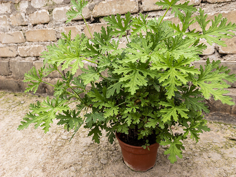 plant that repels mosquitoes