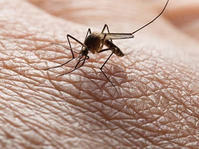 mosquito biting Denver resident