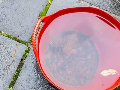 empty bucket catches water for mosquitoes to breed in
