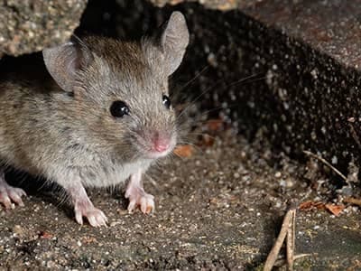 mouse in a crawl space in denver colorado