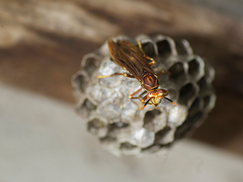 paper wasp building nest under front porch of denver home