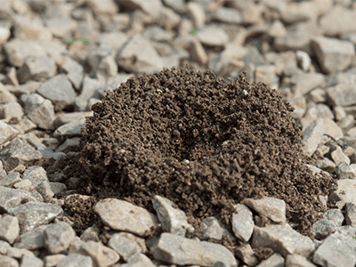 a pavement ant nest in denver colorado
