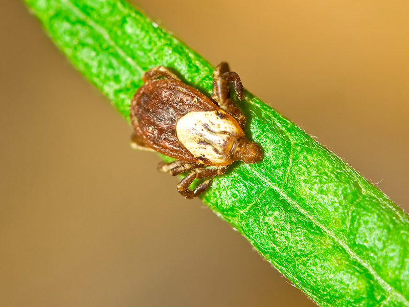 tick on a blade of grass