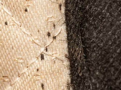 signs of bed bug activity on mattress