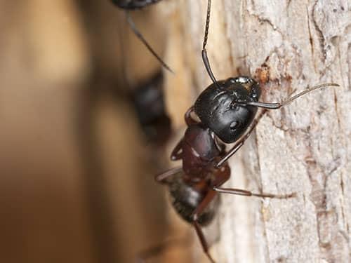 carpenter ant searching for food in denver colorado