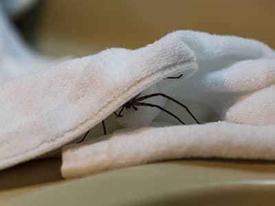 house spider crawling under towel in bathroom