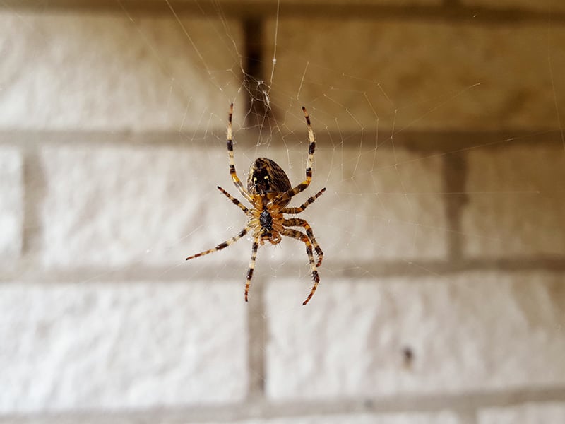spider hanging from web