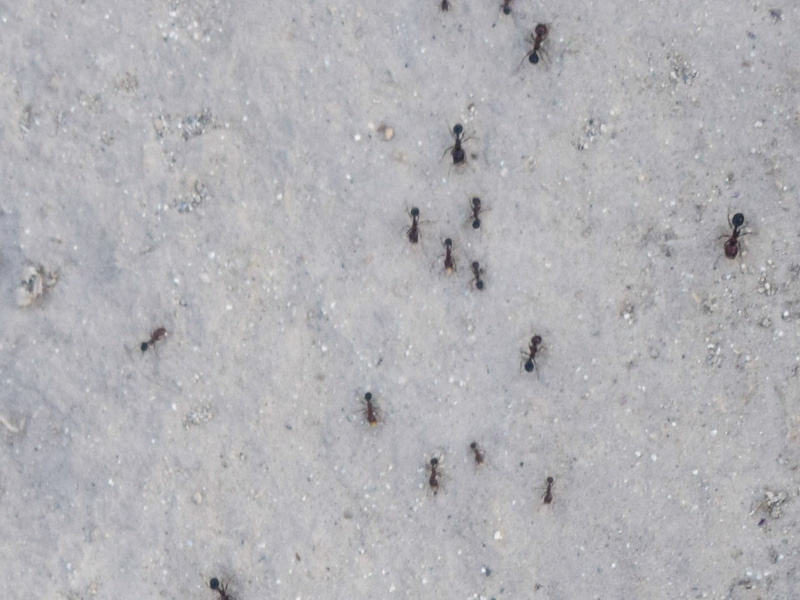 ants on granite countertop