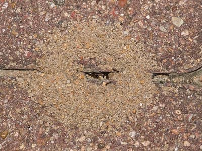 pavement ant nest in colorado springs