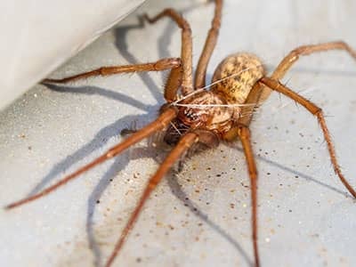 summer spider activity in colorado springs co