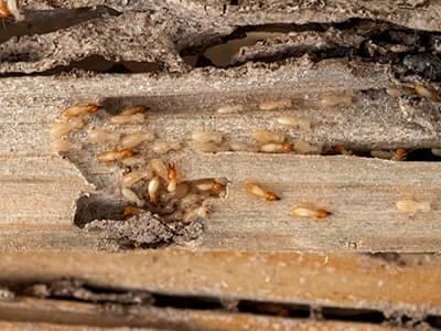 wood that has been infested and damaged by termites