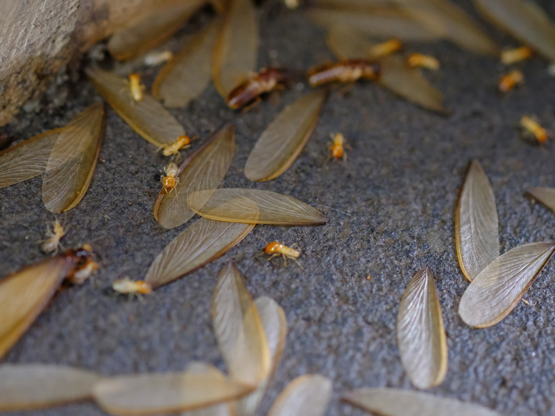 termite swarm wings