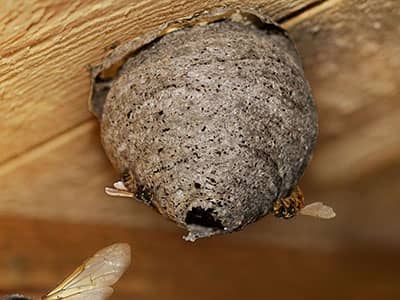 wasps building nest under deck of colorado home