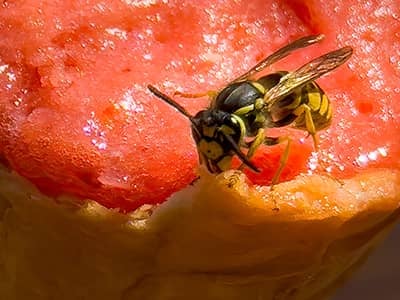 wasp eating ice cream cone in denver colorado