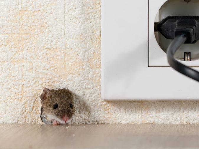 mouse entering kitchen through hole in the wall by electrical outlet