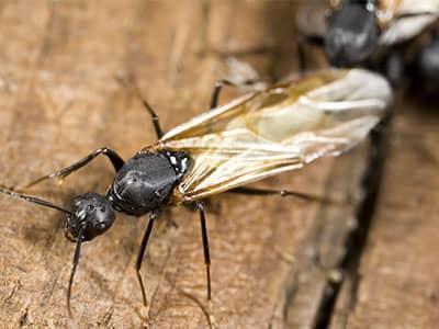 carpenter ants swarming in colorado springs