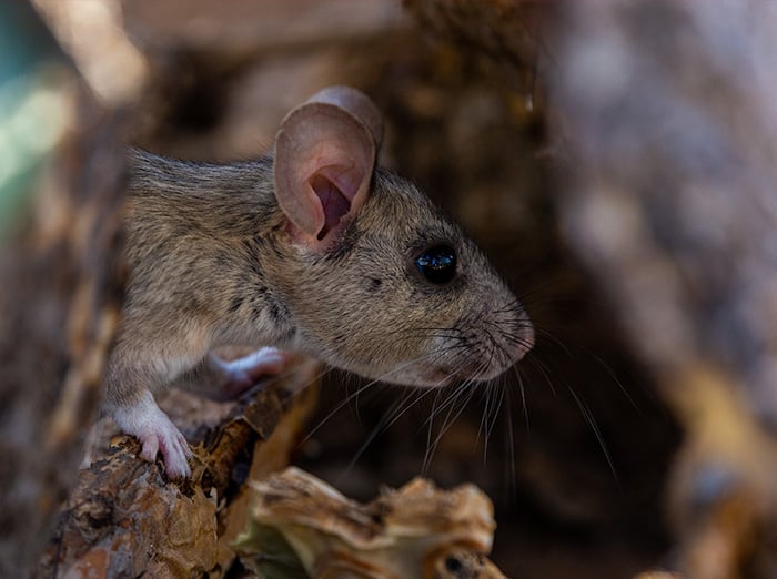 wood rat in denver colorado