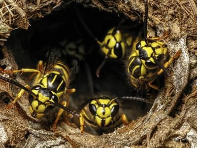 yellow jackets exiting ground nest in denver