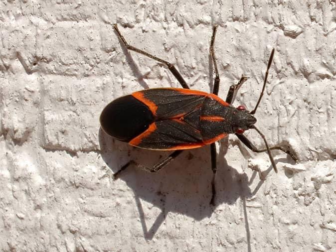 box elder bug crawling outside boulder co home