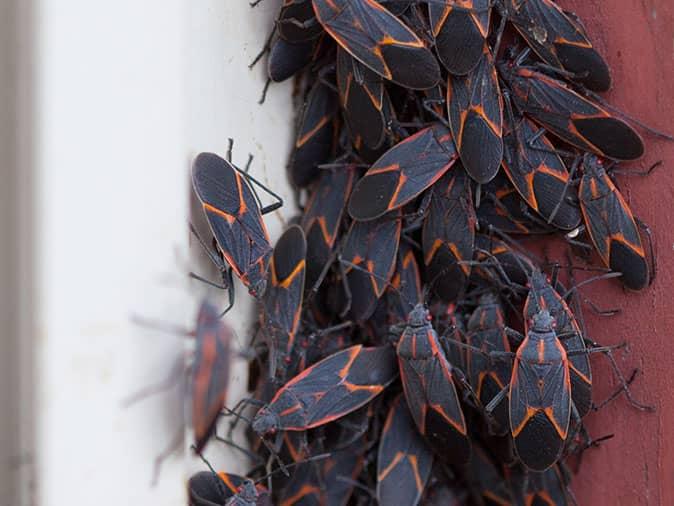 boxelder bugs congregating on exterior of house