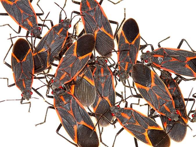 box elder bug cluster up close inside a colorado home