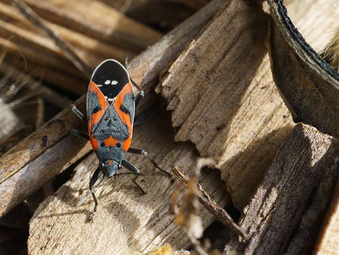 boxelder bug on woodpile outside colorado home in fall