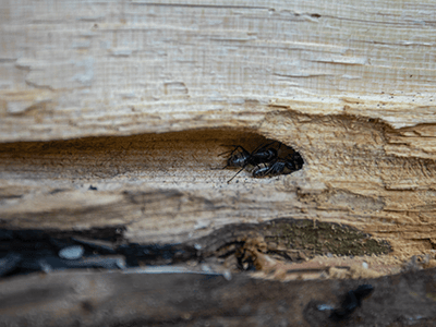 carpenter ants inside a denver co homes wall