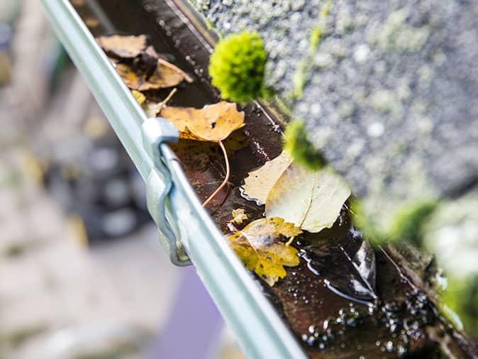 debris filled gutters attract pests in denver