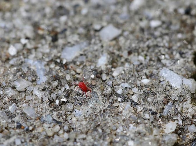 a tiny clover mite crawling on ground in denver colorado