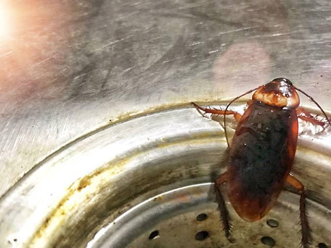 a roach crawling in kitchen sink in denver colorado